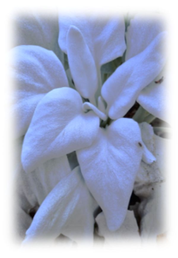 Que faire dans le jardin en attendant le printemps ?